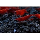 6 Bloody Mary Live Freshwater Aquarium Shrimp by SoShrimp