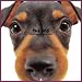 Artlist Collection the Dog 2005 Calendar Miniature Pinscher (Multilingual Edition)