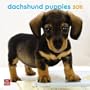 Dachshund Puppies 2011 7X7 Mini Wall