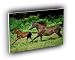 horse running with offspring A2 Large Canvas