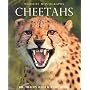 Cheetahs (Wildlife Monographs)