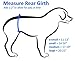 Belly Band for Male Dog Training and Incontinence (Blue Paw Print) (Medium: 17