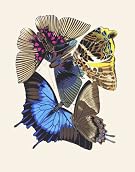 Papillons by E.A. Seguy (Print On Demand)