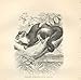 Petaurist Or Taguan 1862 Wood'S Natural History