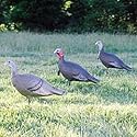 Feather Flex&reg; Love Triangle Turkey Decoy Flock