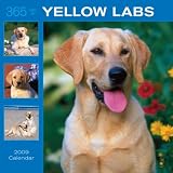 Labrador Retrievers, Yellow 365 Days 2009 Square Wall Calendar