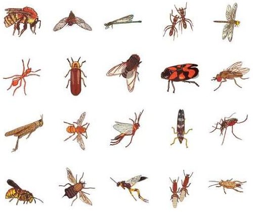 Brother/babylock Embroidery Machine Card Insects 