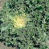 Broadleaf Batavian Endive 3000 Seeds-GARDEN FRESH PACK!
