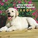 Labrador Retriever Puppies, Yellow 2009 Square Wall Calendar