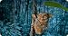 Tarsier Mouse Pad