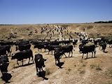 Cattle Transhumance, Spain Photographic Poster Print by Robin Hanbury-tenison, 24x18