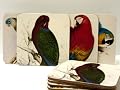 Edward Lear parrots Coasters