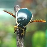 (昆虫)ゲンゴロウ オス(1匹) 本州・四国限定[生体]