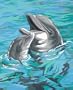 Dimensions Needlecrafts Paintworks Paint By Number, Dolphin Duo
