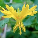10 Canary Vine, Nasturtium Seeds By Seed Needs
