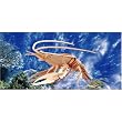 Lobster 3D Woodcraft Construction Kit