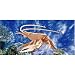 Lobster 3D Woodcraft Construction Kit