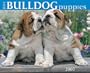 Just Bulldog Puppies