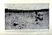 水ユリの川の泥地を集める C1920 オーストラリア