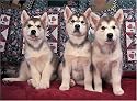 500 Piece Siberian Husky Puppies Jigsaw Puzzle