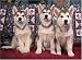 300 Piece Siberian Husky Puppies Jigsaw Puzzle