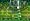 Buzz! Junior: Jungle Party - Solus (PS2)