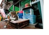 野良っ猫 街っ猫 画像