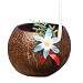 Kitchen & Housewares : Authentic Coconut Cup
