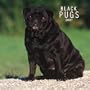 Black Pugs 2007 Calendar