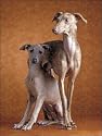 Small Italian Greyhounds - Two together from Ardea