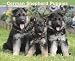 PUPPIES: German Shepherd 2010 Wall Calendar