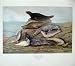 1904 Millais Grey Seal Halichoerus Grypus Immatures
