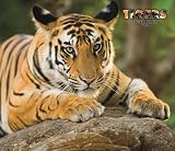 Tigers 2008 Deluxe Wall Calendar