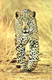 (24x36) Cheetah (Walking) Art Poster Print