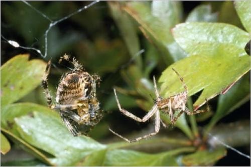 Photographic Print of SPH-823 Garden Spider - courtship - male on the right female on the left