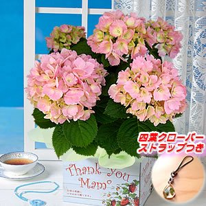 母の日ギフト 珍しいアジサイ「ミセスクミコ」５号鉢 Ｈ－ＭＫ