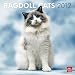 Ragdoll Cats 2012 Square 12X12 Wall Calendar