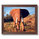 Elephant Large Tusk Close Up African Animal Wildlife Wall Picture Cherry Framed Art Print