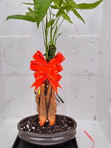 Jmbamboo- 5 Braided Money Trees - Bonsai with Water Tray and Fertilizer