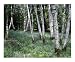 Wild Flowers and Birch Trees Photographic Poster Print by Peggy Warner, 16x20