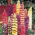 Tutti Frutti Lupine 20 Seeds -Lupinus- NEW