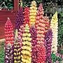 Tutti Frutti Lupine Lupinus 20 Seeds