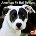 terrier23 - American Pit Bull Terriers 2010 Wall Calendar 12