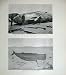 1906 Feeding Sperm Whale Bull Rona Voe Shetland Mammals