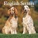 English Setters 2009 Wall Calendar