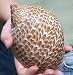 Arge Tonna Perdix Seashell