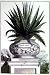 Aloe Ferox Art Print Poster By Munting, 14  x 18 