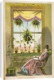 Canvas Prints of Window Gardening from Mary Evans