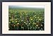 Framed Prints of Meadow Flowers - Cornfield weeds, Cornflowers (Centaurea cyanus), Poppies from Ardea Wildlife Pets