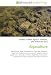 Algaculture: Aquaculture, Algae, Phytoplankton, Seaweed, Bioplastic, Algae fuel, Porphyra, Laver (seaweed), Spirulina (dietary supplement), Chlorella, ... Agar, Biological hydrogen production